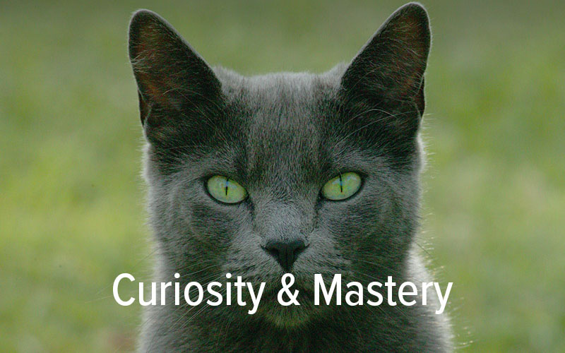 curiosity promotes learning