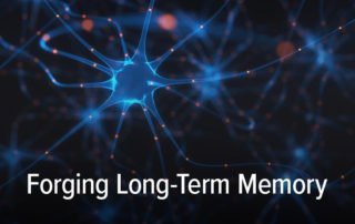 forging long-term memory