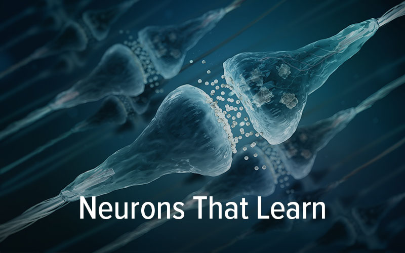 neurons that learn
