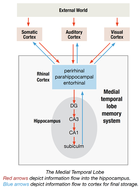 Medial Temporal Lobe - How the brain learns and stores memories
