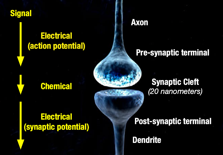 Electrical signal moving neurons via action potential.