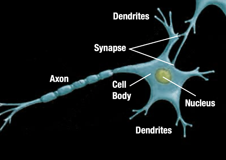 The Neural Cell